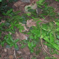 Adiantum latifolium Lam.